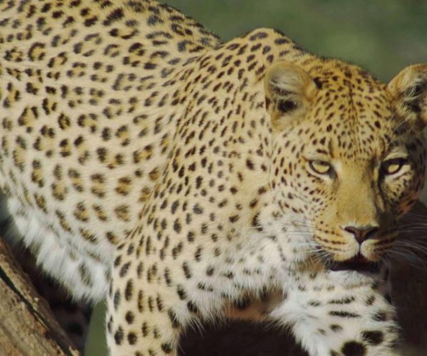 DE-LA-NAMIBIE-AUX-CHUTES-VICTORIA-16-scaled-1-qqnzzupnoyl81npdvzgardvlj6z67ue37mxy1h5unw