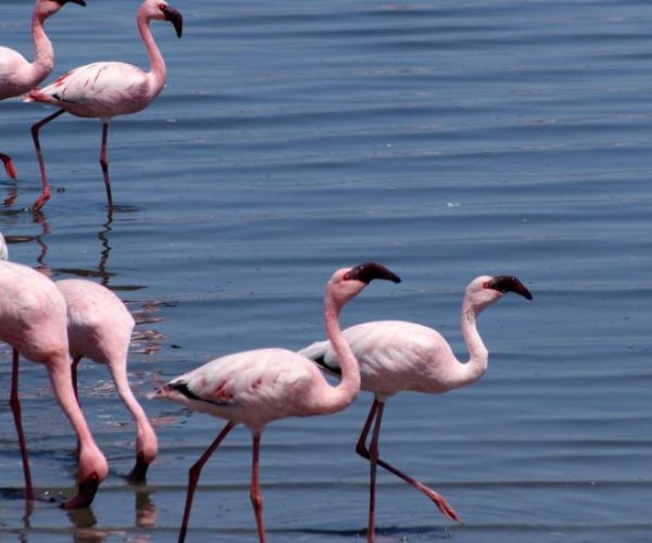 DE-LA-NAMIBIE-AUX-CHUTES-VICTORIA-18-qqnzzvnhvsmid9o0qhuxbvn24kujfjhtjrlfir4gho