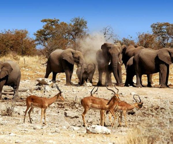 DE-LA-NAMIBIE-AUX-CHUTES-VICTORIA-8-1-qqnzzq0gqsesflw7nff5wx2ak9mc5cvfizoin3ctj0