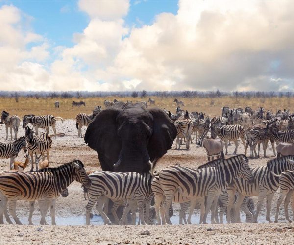 DECOUVERTE DES GRANDS ESPACES D'AFRIQUE (1)