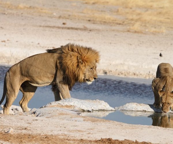 DECOUVERTE DES GRANDS ESPACES D'AFRIQUE (3)