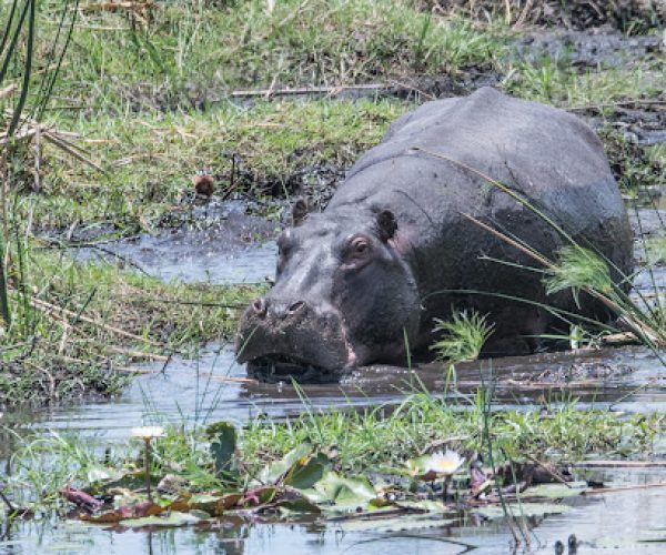 L'une des caractèristiques les plus impressionnantes des hippopotames est leur énormité. Alors que leur hauteur n'est que d'environ 1m50 au garrot, les femelles pésent en moyenne 1300 kg, et les mâles 1500 à 2000. Certains spécimens ont même dépassé 2500 kg! Il faut dire que les mâles continuent de grossir jusque la fin de leur vie, tandis que la croissance des femelles s'interrompt vers 25 ans. Malgré de tels poids, l'hippopotame peut courir jusque 30 km/h sur de courtes distances, ce qui contribue à sa dangerosité.