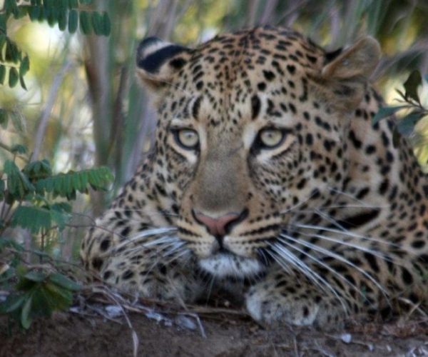 DECOUVERTES-DU-SOUTH-LANGWE-KAFUE-8-qqnzzzeun4rnnpik4jhfluowi4c0abwqwa7dfuyvss