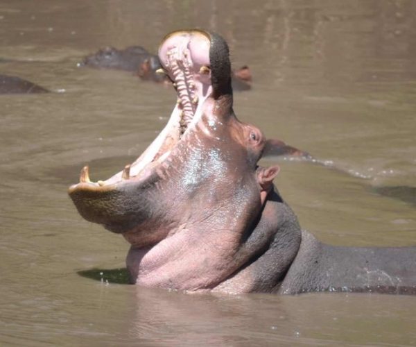 DREAM-11-scaled-qqo00eg9ohc8tgwpopzgpqwa0a9vphkgacn54acl18