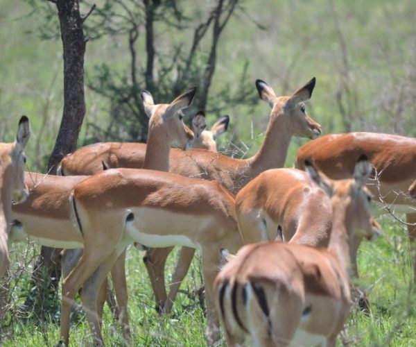 DREAM-13-scaled-qqo00gby25etgotzdqspuqf7720m4vrwyly42u9sos