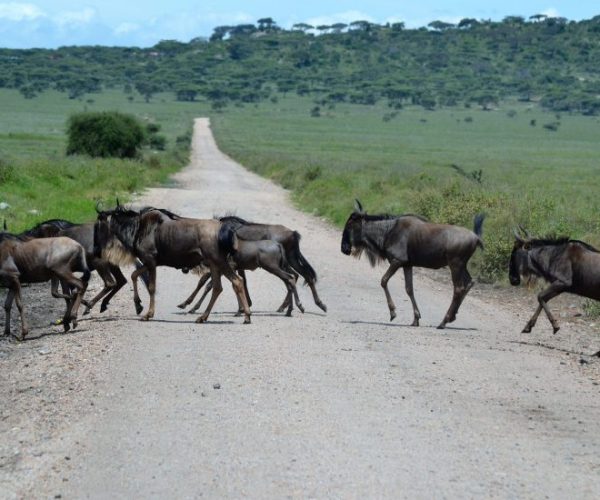 DREAM-15-scaled-qqo00j5gmniofipvxa0lk7pkz7mprz33yzwkio5m64