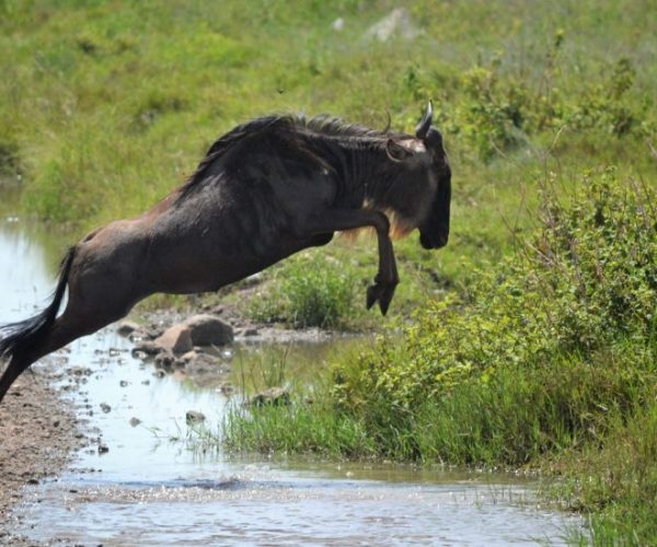 DREAM-2-scaled-qqo00441lay39rbqd3ikgbi7h1ouctfekxgsu8rwxo