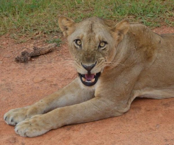 DSC_0221-qqo00oshrnqed6hp0cgcz6acjiux25phzrthebx94s