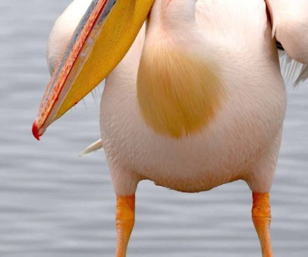 DU-DESERT-A-LA-FAUNE-SAUVAGE-12-scaled-1-qqo00x91h61z9o5emy403m5hvzp7zfn30xouptkpks