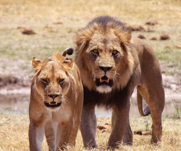 DU-DESERT-A-LA-FAUNE-SAUVAGE-8-qqo00wb7ac0oy26rsfpdj4e1alturqjcot1d8jm3r0