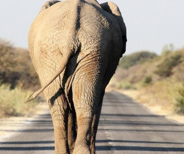 DU-NAMIB-AUX-CHUTES-VICTORIA-10-qqo0102k1o5u8i1b6hbvt3fvo5bbmiya1bnb5ngj24