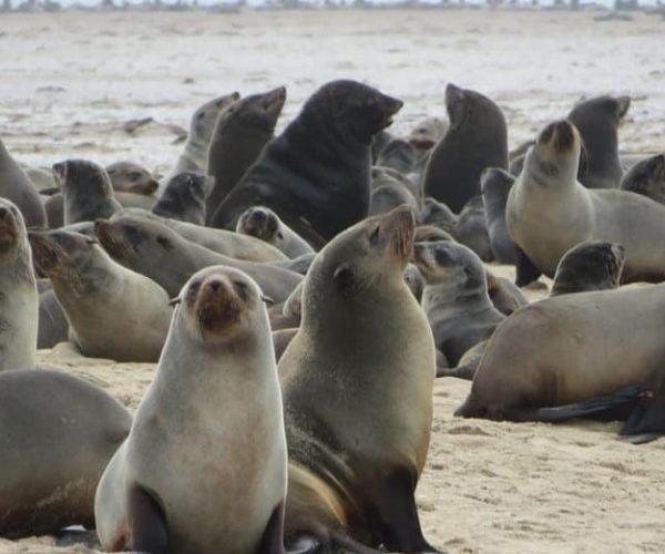 DU-NAMIB-AUX-CHUTES-VICTORIA-15-qqo0110e8i74k3zy0zqidl7c9j6ou820dgasmxf4vw