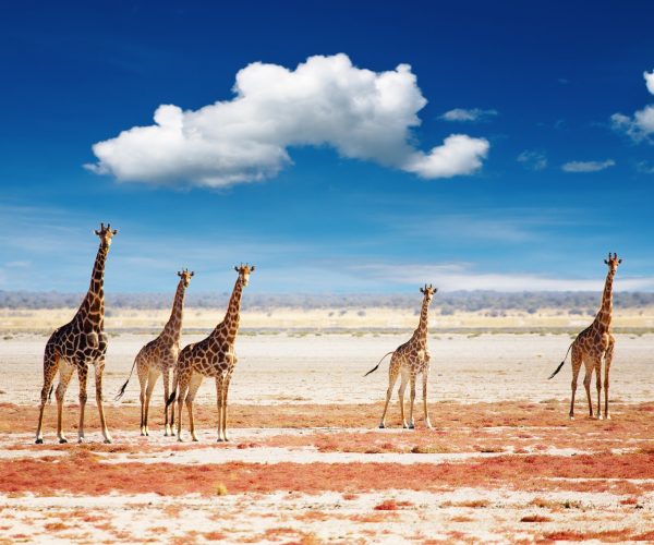 Herd of giraffes, Etosha national park, Namibia