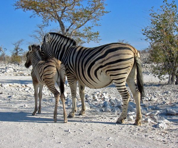 DU NAMIB AUX CHUTES VICTORIA VIA MAUN (1)