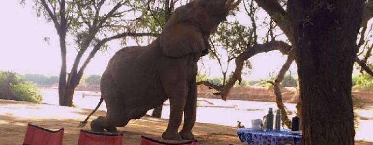 ELEPHANT WATCH CAMP (2)