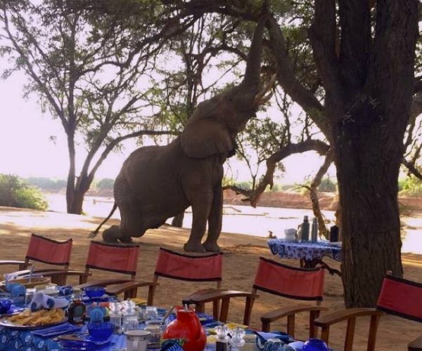 ELEPHANT-WATCH-CAMP-2