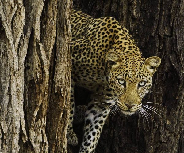 ELEPHANT-WATCH-CAMP-4