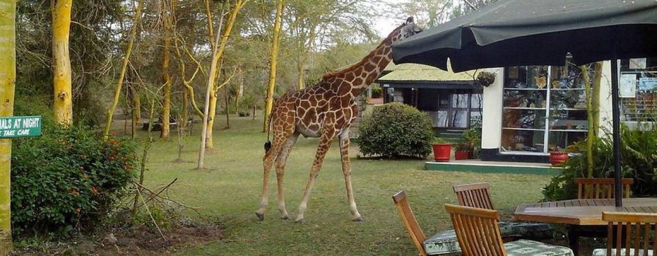 ELSAMERE CONSERVATION CENTER (7)