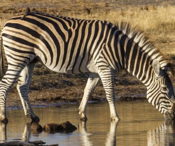 ENTRE-PARCS-NATIONAUX-CHUTES-VICTORIA-1-qqo01cagiimkffjk74m17icve5n3elasf04me8yet8