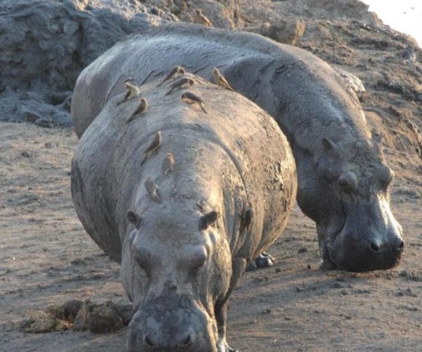 ENTRE-PARCS-NATIONAUX-CHUTES-VICTORIA-5-qqo01d8apcnur1i71n0ns04bzjigmaeir4s3vix0n0