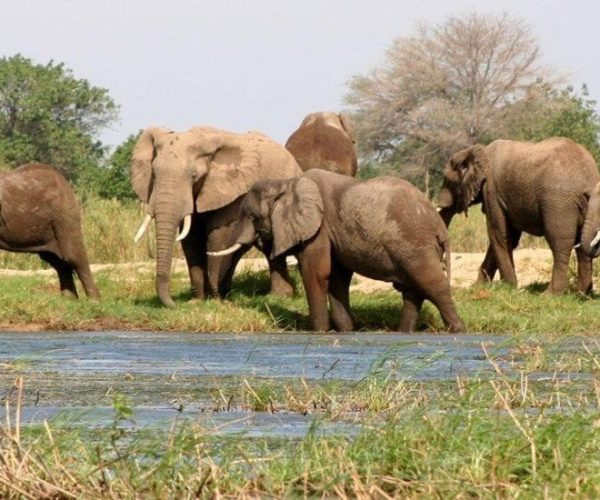 Elephants_Lower_Zambezi_National_Park_437967_letterbox-qqo01bcmbola3tkxcm7en0lesrrq6w722vh4wyzszg