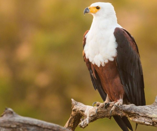 FISH EAGLES (8)