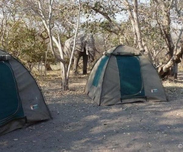 FISH-EAGLES-DEJA-SUR-SITE-1-qqo0kmx6t31gr9ikiyvbw52idwjcewwfei8g1qch30