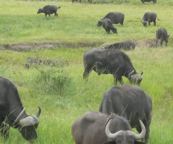 FLAMINGO-SAFARI-3-qqnzru57etm71dcjp0ptzwp35whhkrkhrynvpj1pq4