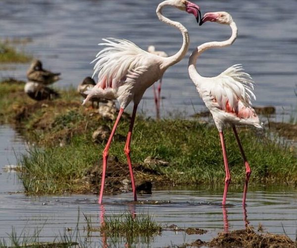 FLAMINGO-SAFARI-4