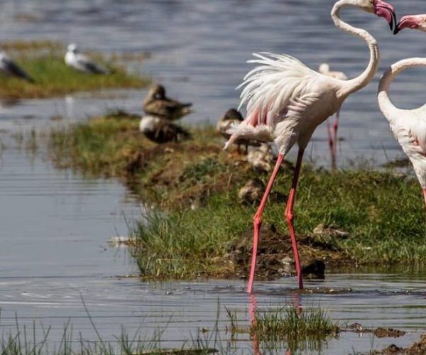 FLAMINGO-SAFARI-4-qqnzrv31lnnhczb6jj4gkegjracusgo843bd6t0bjw