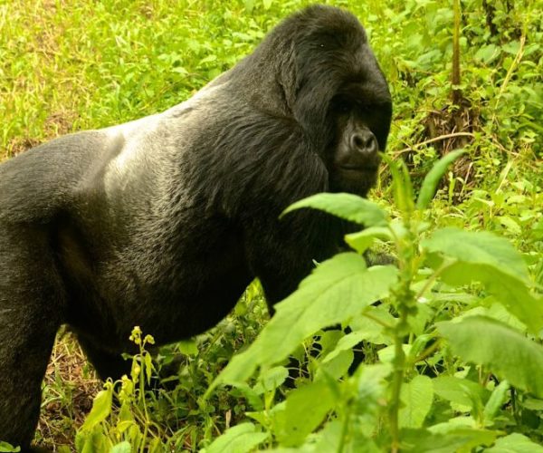 GORILLES-VIA-KIGALI-3-qqo0288yyvube6950ifckaajl99koatnveb4pnn0xo