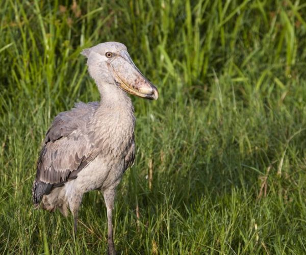 GORILLES-VIA-KIGALI-5-qqo02a4ncjww1e6epj8lp9tgs10b3p14jnm3o7k8l8