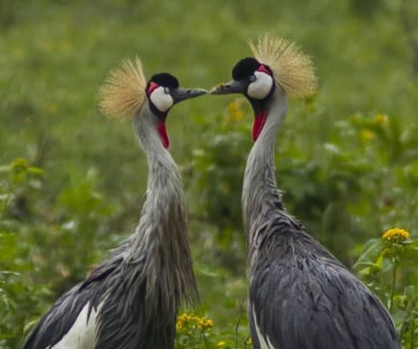 GORILLES-VIA-KIGALI-6-qqo02b2hjdy6d051k1n89rkxdevobe4uvs9l5hiuf0