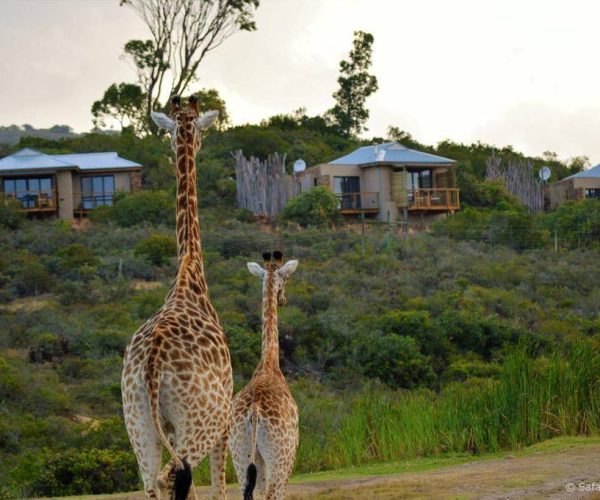 Garden-Route-Game-Lodge-11