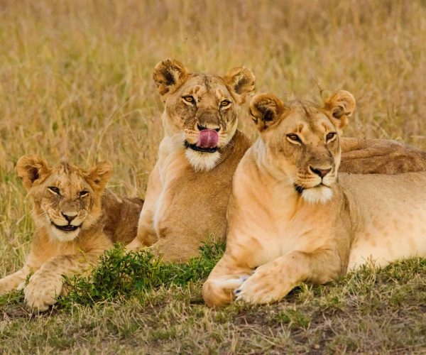 Smiling Lions in Masai Mara, Kenya