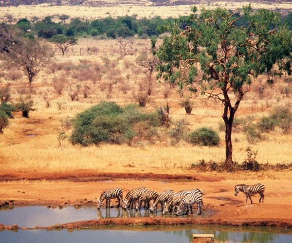 IMPALA-SAFARI-10-r9m6z61vror7c59ep5grzy2qjboxveo07r45m2pksc