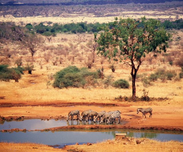 Zèbres au point d’eau de Kilaguni dans le parc national de Tsavo - ©FernandoQuevedo/Getty Images Plus