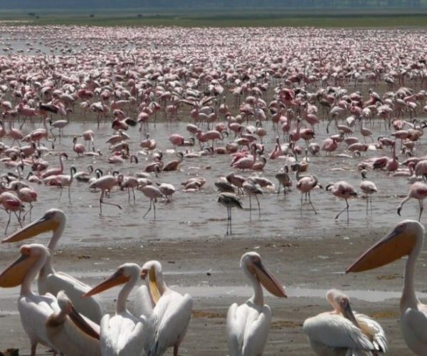 IMPALA-SAFARI-2-r9m6z6zpyishnr81jnvekfu74pkb33rqjvrn3co6m4