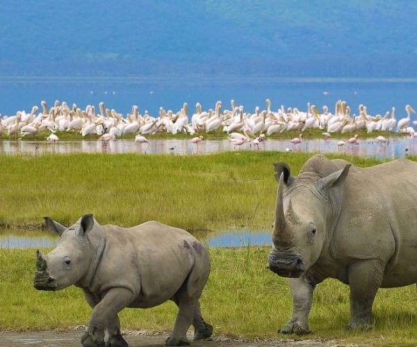 IMPALA-SAFARI-3-r9m6zl3at1bshwnk9byt3ua41hmtakbpltjxai3a0s