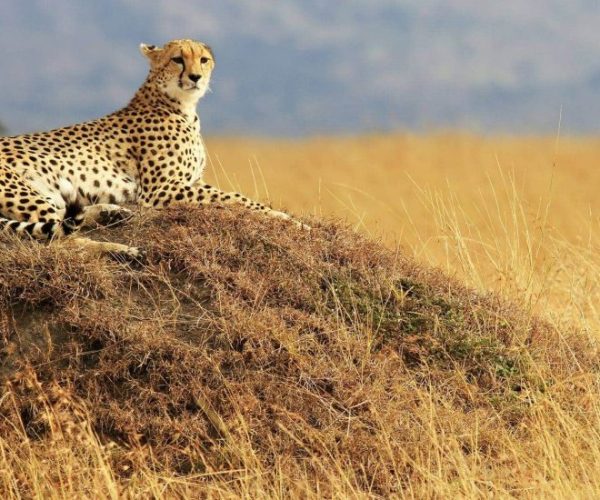 IMPALA-SAFARI-5-r9m70h1t9ejjgnd52ps4gm7s8l9ak9ul27qflwrw58