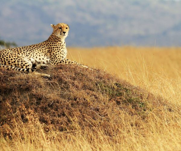 IMPALA SAFARI (5)