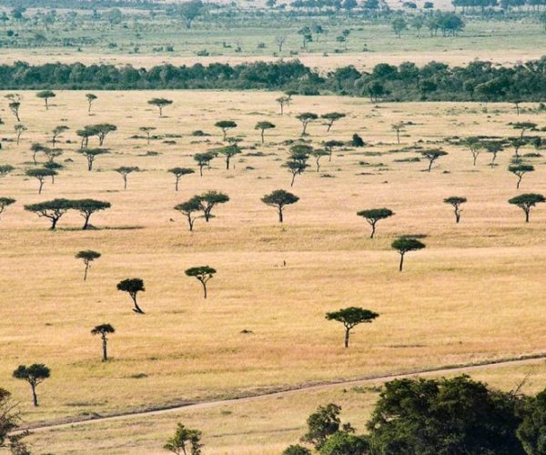 IMPALA-SAFARI-6-r9m70ywqv97zl8n76fi19zpjiwt9mithgo4nq61ev0