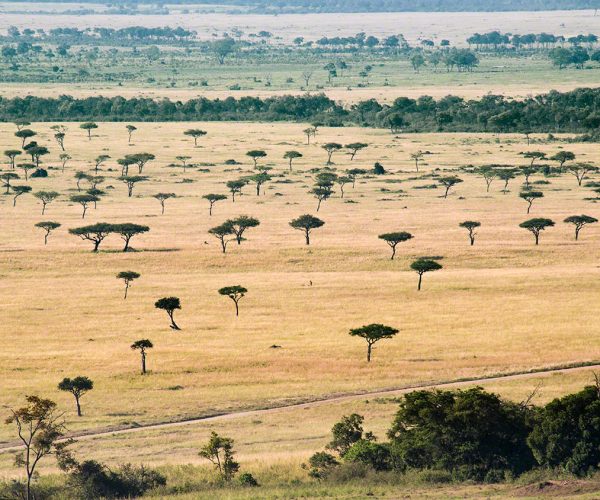 IMPALA SAFARI (6)