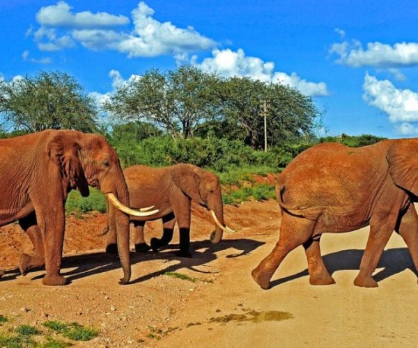 IMPALA-SAFARI-9-qqo0lkrdn4bsd85f1dhwdwj3rrwk40mrj5pxboyav0