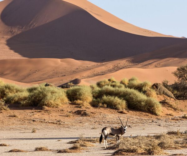 Oryx d'Afrique du Sud à Sossusvlei, Oryx gazella, Namib Naukluft Park, Namibie || 3754232 DIRSCHERL Reinhard / hemis.fr