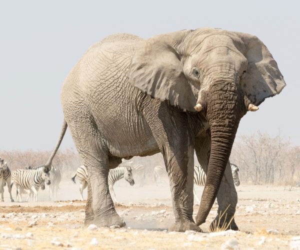 IMPRESSIONS NAMIBIE (11)