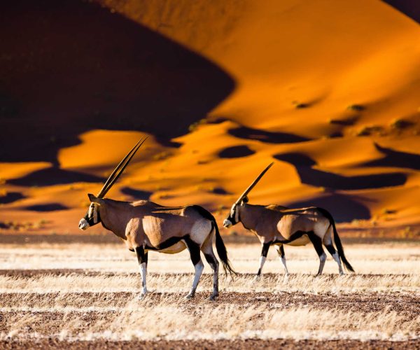 IMPRESSIONS NAMIBIE (8)