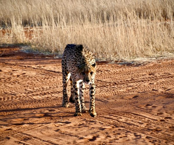 IMPRESSIONS NAMIBIE FISH RIVER CANYON (3)