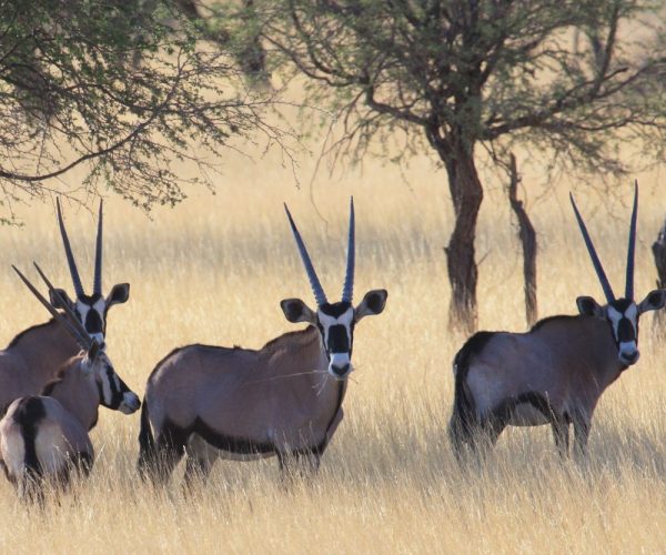 IMPRESSIONS NAMIBIE FISH RIVER CANYON (4)