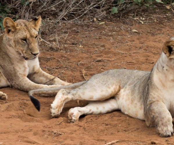 JUMBO-SAFARI-4-scaled-qqnzscxz7ibxhkl8n8uddryb1lwtupn4ijplb29u9o